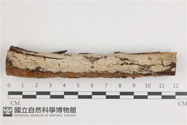 顯絲菌屬藏品圖，第1張