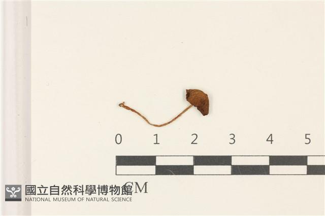 登錄號:F0036957藏品圖，第1張