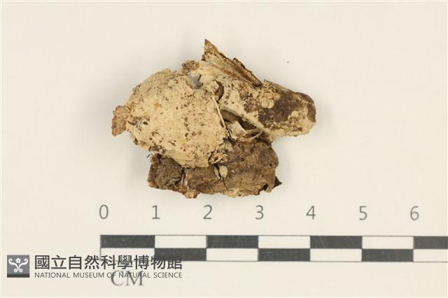 登錄號:F0037957藏品圖，第1張