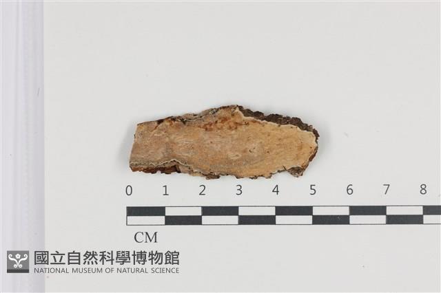 刺皮菌屬藏品圖，第1張