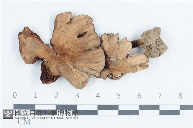 登錄號:F0038657藏品圖，第1張