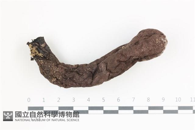 登錄號:F0036657藏品圖，第1張