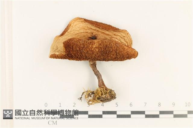 登錄號:F0037657藏品圖，第1張
