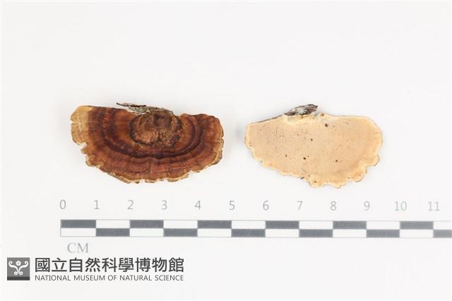 小孔菌屬藏品圖，第1張
