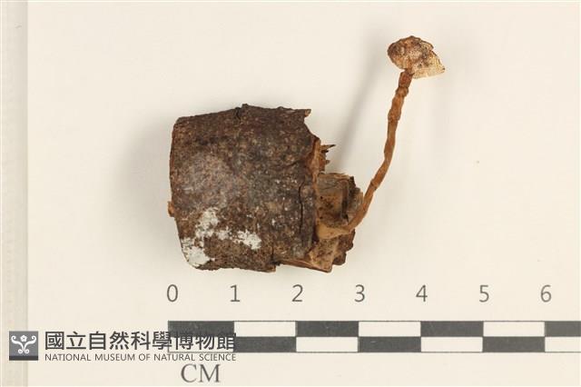 集毛菌屬藏品圖，第1張
