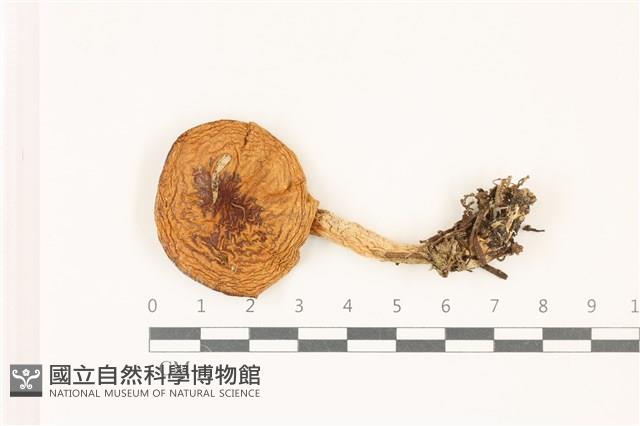 登錄號:F0037457藏品圖，第1張