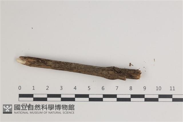 登錄號:F0035457藏品圖，第1張