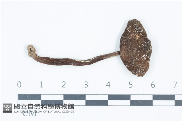 細鱗蘑菇藏品圖，第1張
