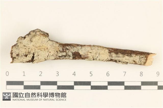 登錄號:F0018757藏品圖，第1張