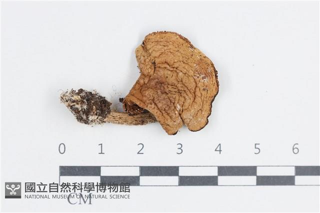 登錄號:F0038757藏品圖，第1張