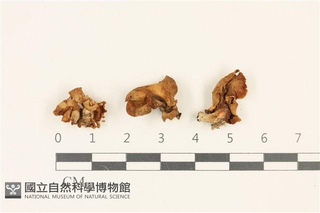 登錄號:F0036757藏品圖，第1張