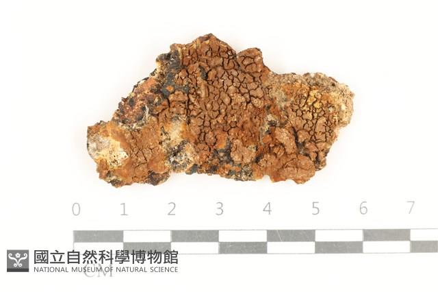 登錄號:F0017757藏品圖，第1張