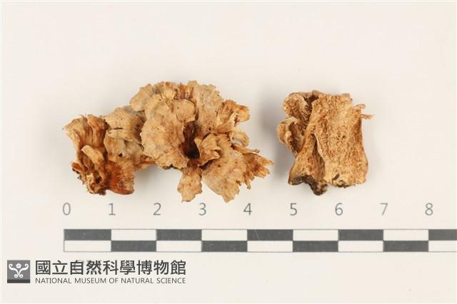 登錄號:F0037757藏品圖，第1張