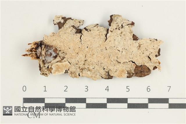 登錄號:F0038557藏品圖，第1張