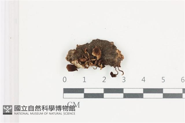 登錄號:F0036557藏品圖，第1張