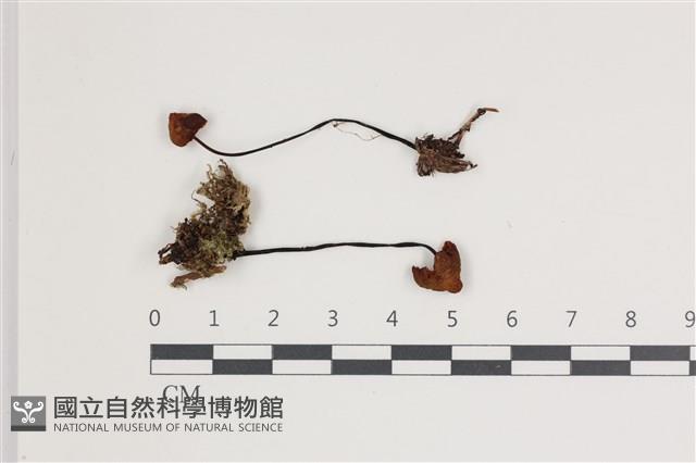 登錄號:F0035557藏品圖，第1張
