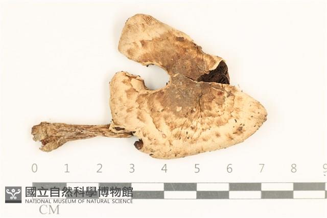 登錄號:F0037157藏品圖，第1張