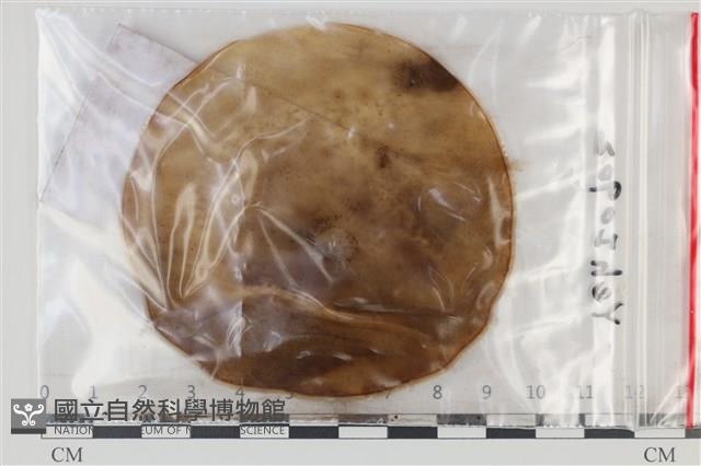 登錄號:F0035157藏品圖，第1張