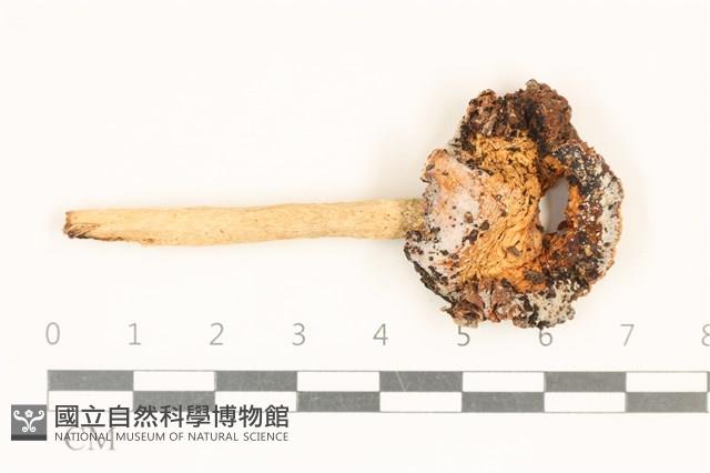 登錄號:F0019157藏品圖，第1張