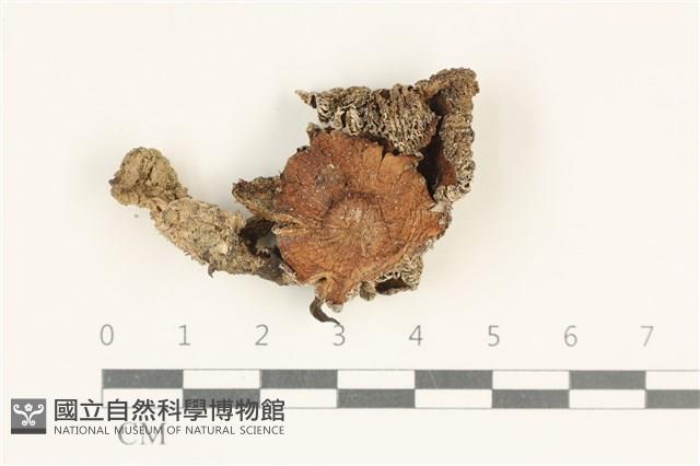 登錄號:F0038057藏品圖，第1張