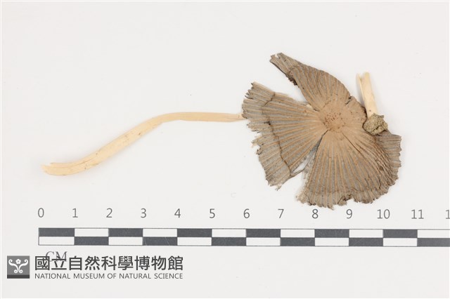 登錄號:F0036057藏品圖，第1張
