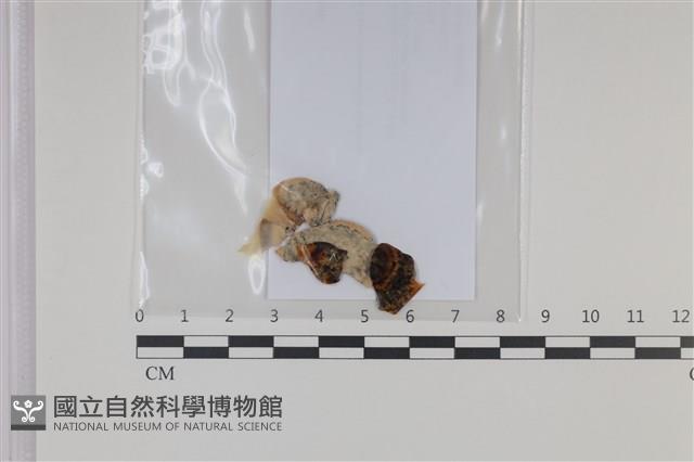 登錄號:F0035057藏品圖，第1張