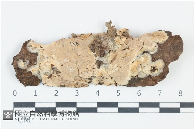 卵孢木齒菌藏品圖，第1張