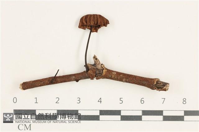 小皮傘屬藏品圖，第1張