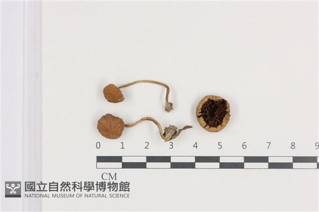 登錄號:F0036357藏品圖，第1張