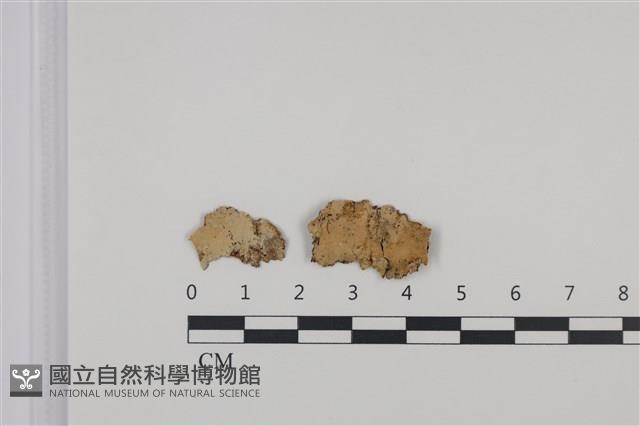 登錄號:F0035357藏品圖，第1張