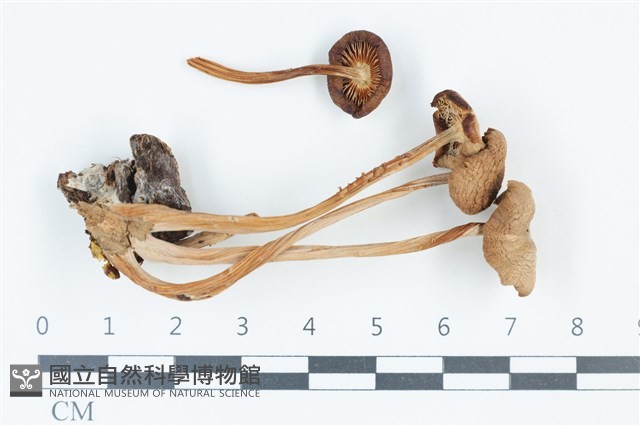 登錄號:F0039357藏品圖，第1張