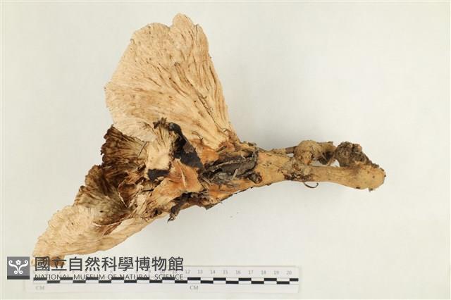 優雅波邊革菌藏品圖，第1張
