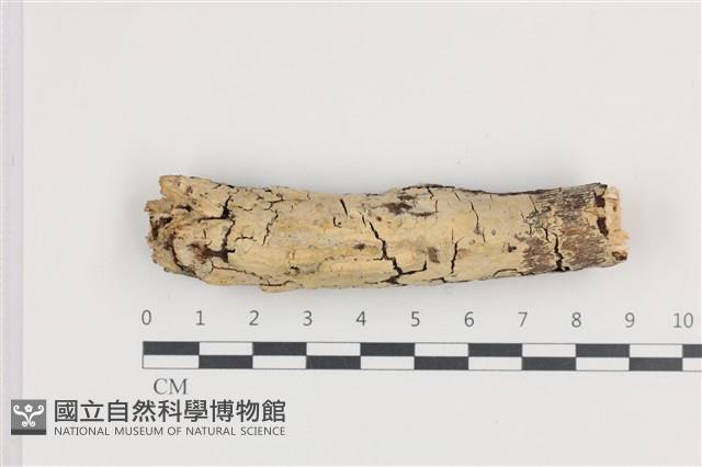 登錄號:F0036247藏品圖，第1張