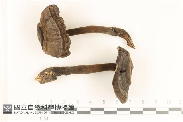登錄號:F0037247藏品圖，第1張
