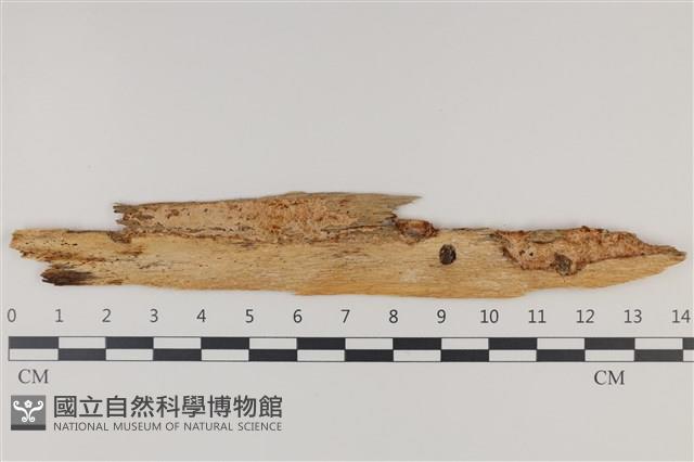 登錄號:F0035247藏品圖，第1張