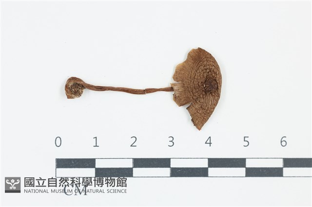 登錄號:F0039247藏品圖，第1張