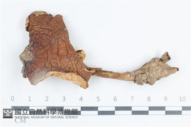 登錄號:F0038847藏品圖，第1張