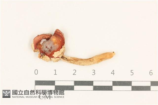 館號:F0036847藏品圖，第1張