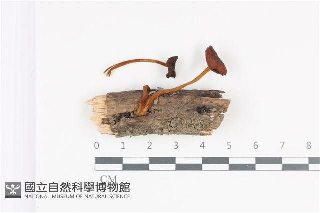 登錄號:F0035847藏品圖，第1張