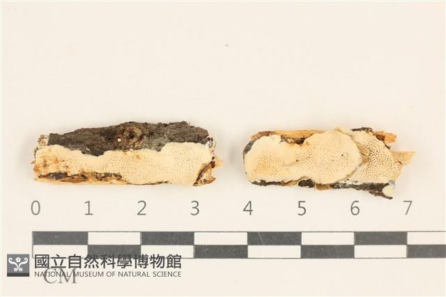 登錄號:F0019847藏品圖，第1張