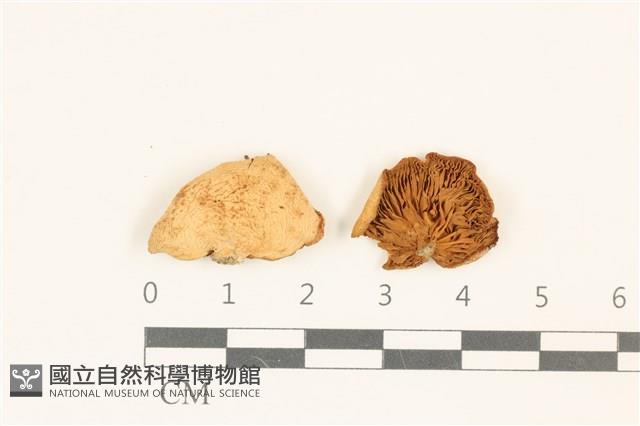登錄號:F0036947藏品圖，第1張