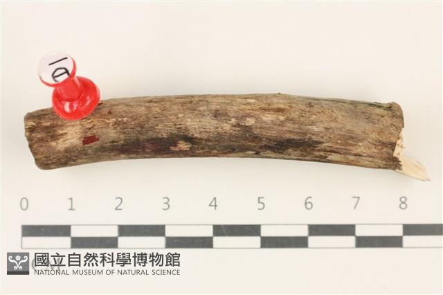 登錄號:F0034947藏品圖，第1張