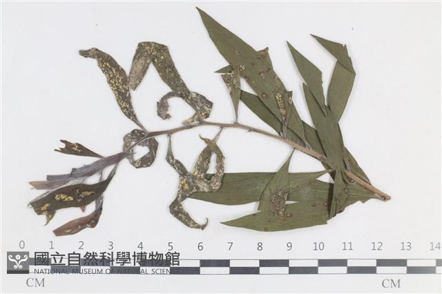 登錄號:F0038647藏品圖，第1張