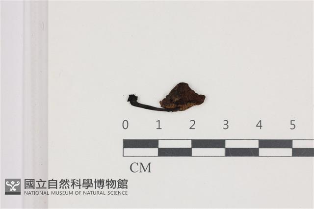 登錄號:F0036647藏品圖，第1張