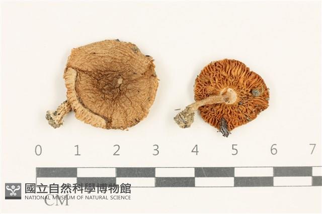登錄號:F0037647藏品圖，第1張