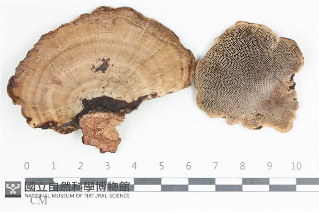 登錄號:F0035647藏品圖，第1張