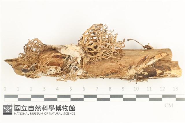 登錄號:F0038447藏品圖，第1張