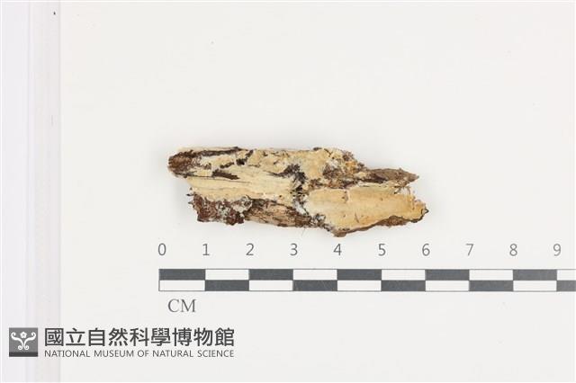 登錄號:F0036447藏品圖，第1張