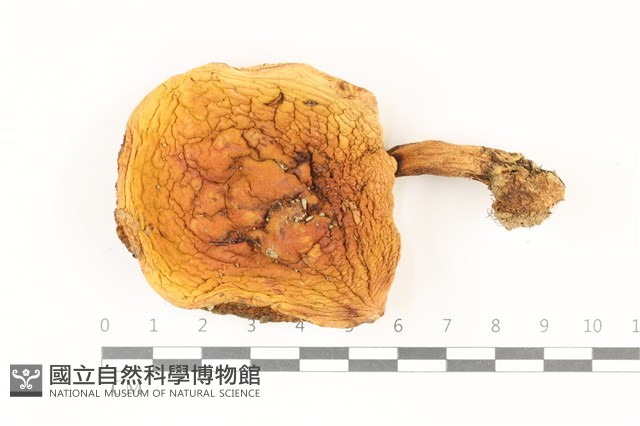登錄號:F0037447藏品圖，第1張