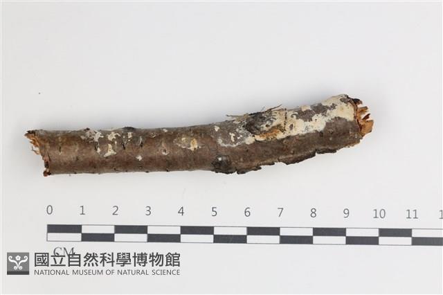 剛毛絲皮菌藏品圖，第1張